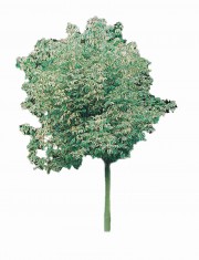 Klon jesionolistny 'Variegatum' DUŻE SADZONKI wys. 300-350 cm, obwód pnia 10-12 cm (Acer negundo)